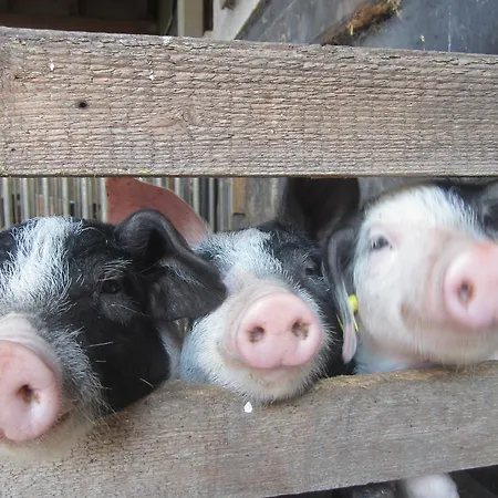 Hébergement de vacances Mandlhof